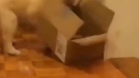 Dog fighting with cardboard