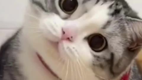 Funny animal | funny animals video|try not to laugh #cute & #funny - #cat - #video - #shorts