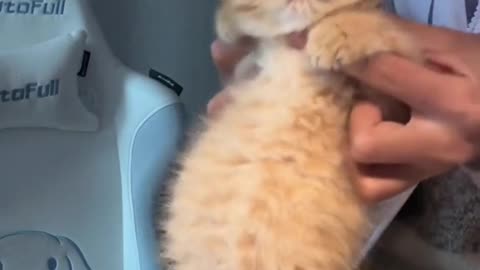 Cat Dancing Cute Video