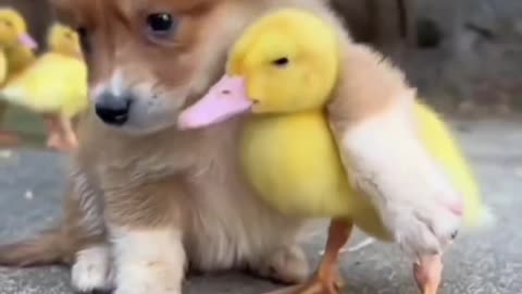A dog playing with a duck