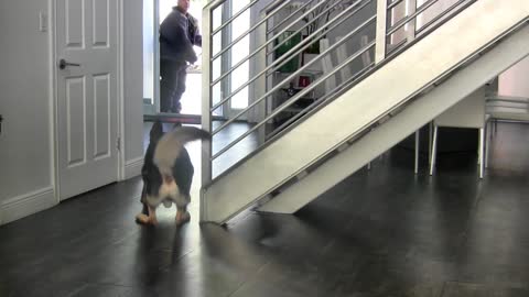 Training dogs to guard people and objects