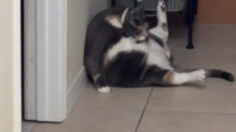 Chunky Cat Has a Hard Time Cleaning Herself