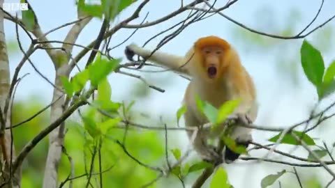 Proboscis Monkeys Leap Into Crocodile-Infested River - BBC Earth