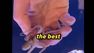 Wow, little octopus!