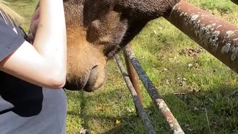 Gentle Horse Nuzzles Belly With Nose