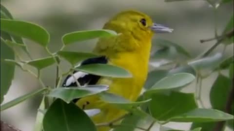 Burung cipoh gacor di alam