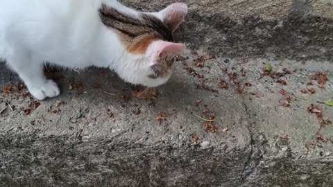 I gave food to a hungry cute cat.