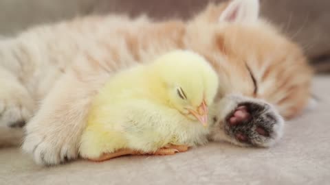 Funny cat play with chick