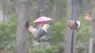 Red-bellied Woodpecker