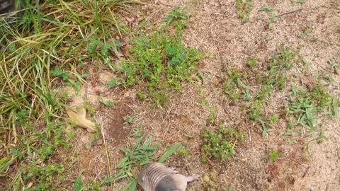 Orphaned baby armadillo discovered in backyard