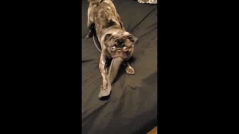 Brindle pug steals sock