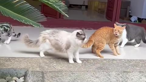 Cute cat and lovely cats