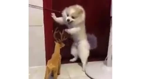 Funny dog fearing