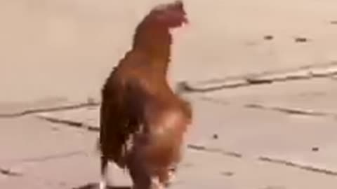 dancing chicken