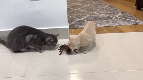 Kitten Vs Giant Spider (Tarantula) RC