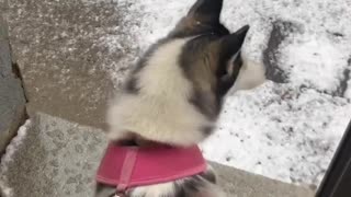 Husky Falls in Love With First Snow