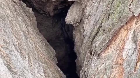 Finding a Eastern Screech Owl in Hallowed-Out Tree Den