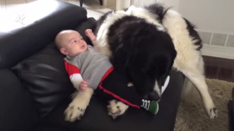 Giant Newfoundland Dogs Playing With Babies Compilation