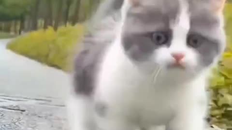 Cat cute Baby Video