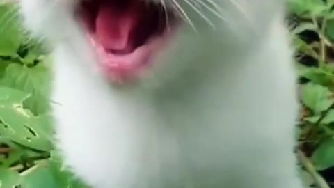 This cat is meowing like human