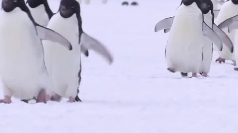 Adélie penguins waddling on sea ice