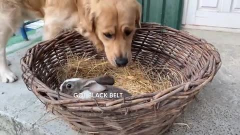 Gentle Golden Retriever Meets A Bunny For The First Time