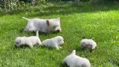 Adorable westie puppies playing with their mom. West Highland White Terrier puppies one months old