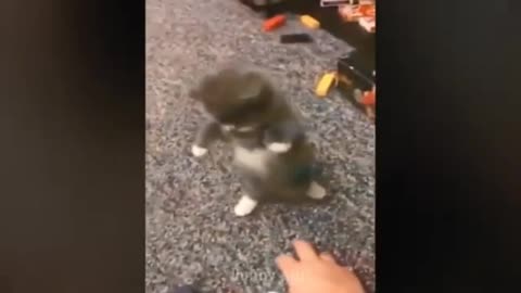 See how the cat is playing with its owner's hand!😱😱😱