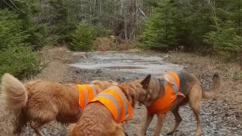 Lora the German Shepherd Plays Tug of War With Golden Retrievers