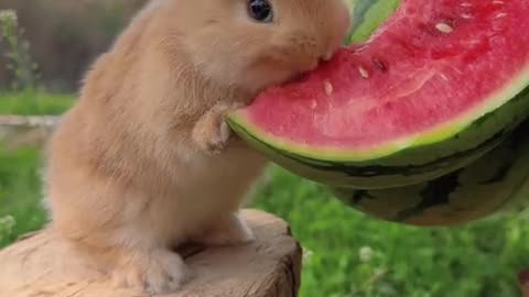 Eating watermelon makes the little bunny feel like summer is coming.