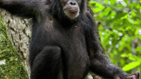 interesting fact about chimpanzee