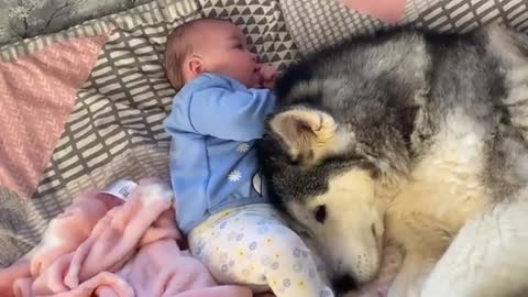 Huskies Stops Baby Crying In The Cutest Way! Then Falls Asleep Cuddling!!