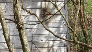 Short Clip of the Mother Honeybee Colony...