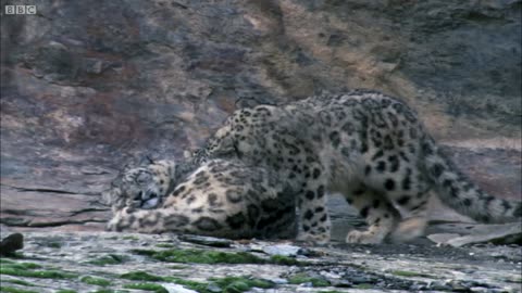 Snow Leopard Hunting / Planet Earth