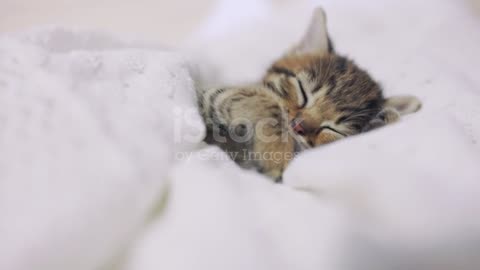 The Kitten Is Lying On A Soft Knitted Blanket The Concept Of Care Stock Video