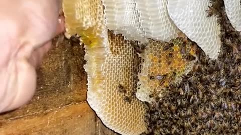 ASMR Satisfying Video Honeycomb