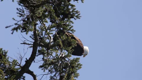 Beautiful bald eagle capture.