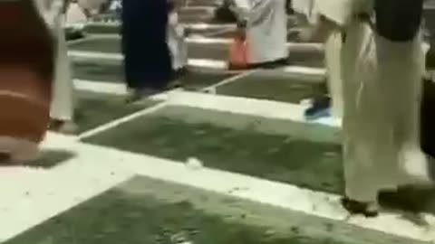 Heavy locust swarm at Ramadan