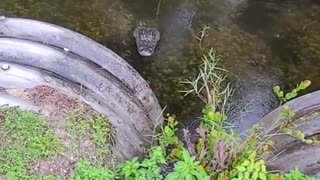 Alligator SCARE!!!!! 😱😱 Florida Everglades Never Fails to Amuse and Terrify 😳