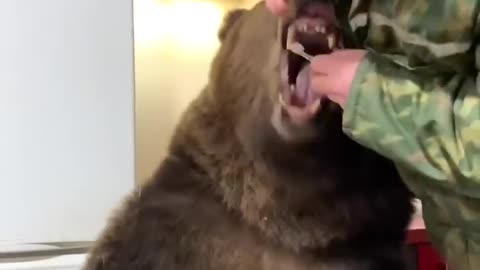 Brave Man Brushes Bears Pearly Whites! 🐻🪥