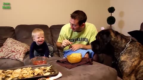 Funny Babies Laughing Dogs Compilation