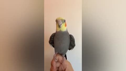 Cute parrot 🦜🦜🦜🦜