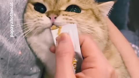 Don't touch cats nose