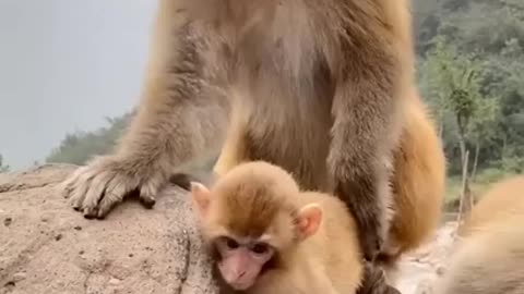 Mother monkey is very angry