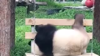 Panda: just give me a push