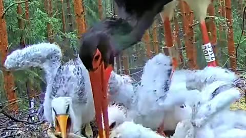 Birds feeding birds feeding baby