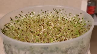 Making alfalfa sprouts! Part #7 (Day Five)