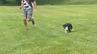 Large Cat Loves to Race