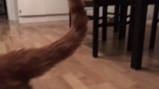 Cat attacks camera and then comes back for more