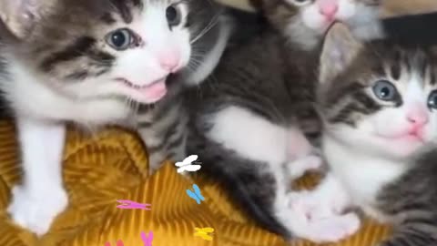 Cat Bath Towels | Cat Bath Wipes | Cat Bath Tips | Funny Cat Memes